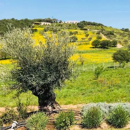 Villetta Among The Olive Trees * 골푸아랑시