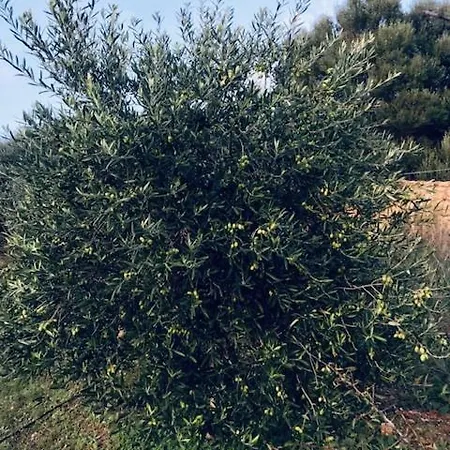 Villetta Among The Olive Trees 골푸아랑시