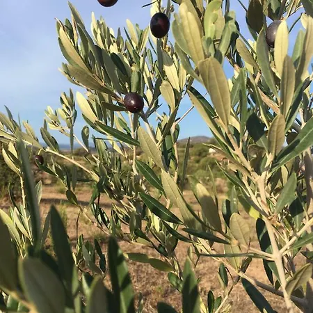 펜션 Villetta Among The Olive Trees 골푸아랑시